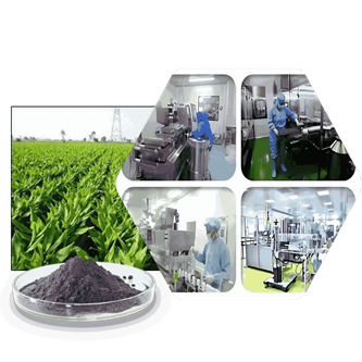 Bio Teknologi Super Exstraksi